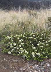 Veronica canterburiensis. Habit. St Arnaud Range, Nelson.
 Image: P.J. Garnock-Jones © P.J. Garnock-Jones CC-BY-NC 3.0 NZ